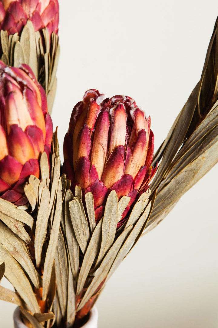 Bunches Preserved Venus Protea send a bouquet- the best flower delivery