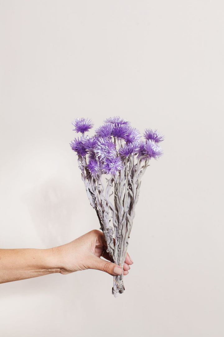 Bunches Preserved Violet Silver Daisy send a bouquet- the best flower delivery