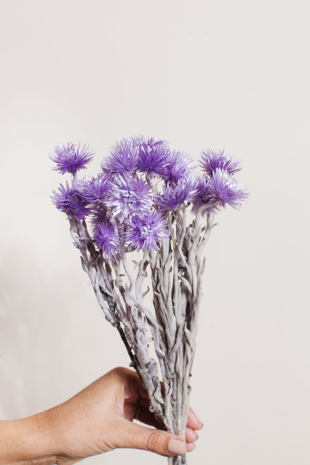 Bunches Preserved Violet Silver Daisy send a bouquet- the best flower delivery