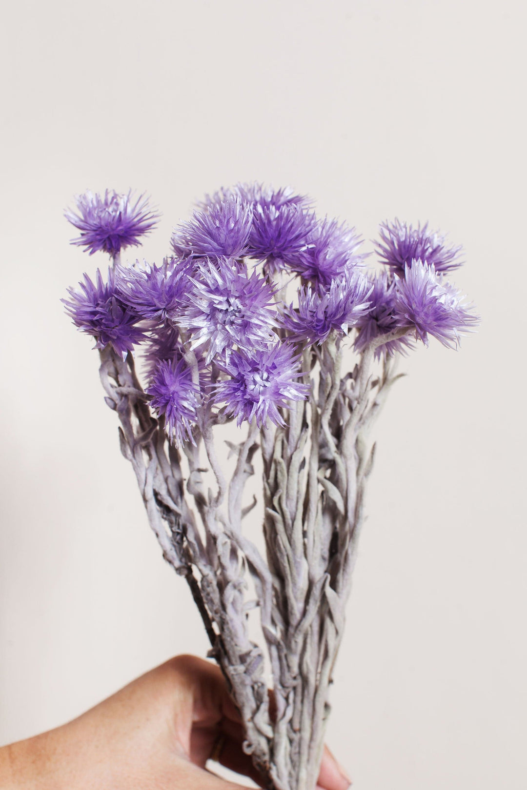 Bunches Preserved Violet Silver Daisy send a bouquet- the best flower delivery