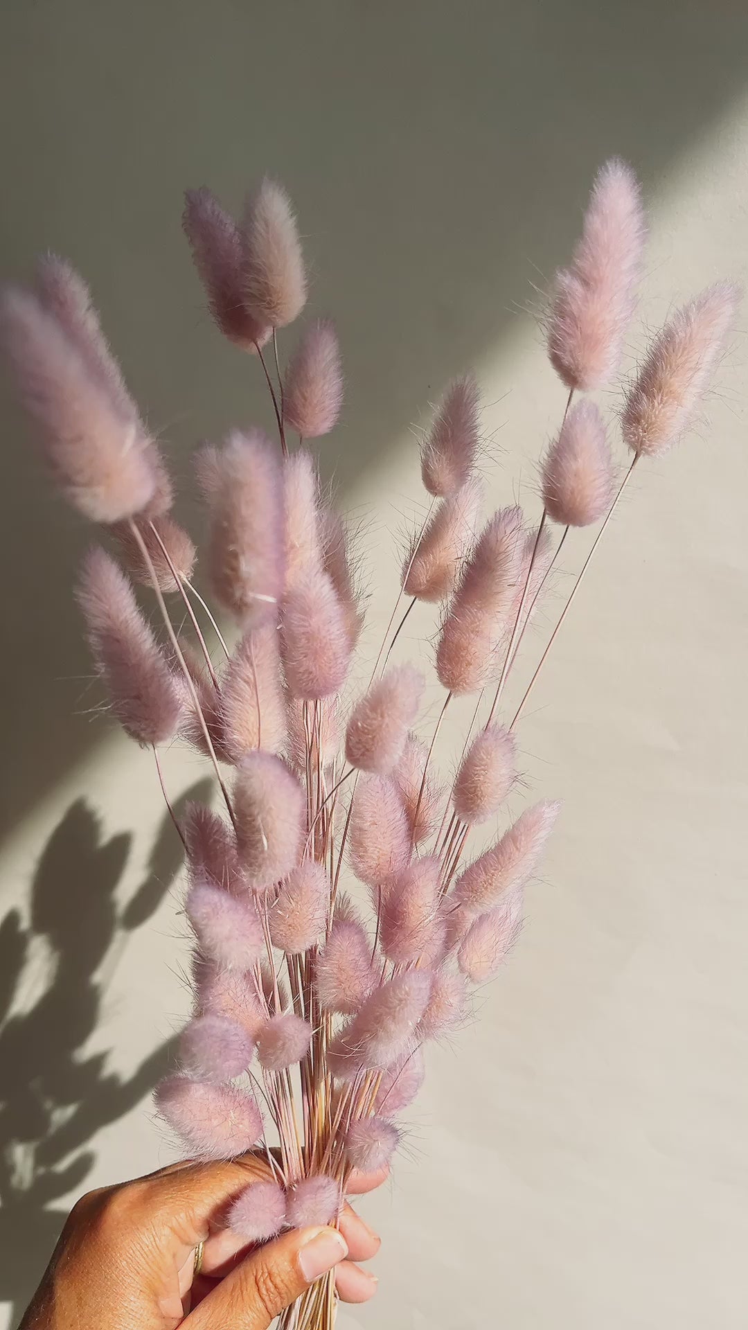 Preserved Two Tone Lavender Blush Bunny Tail