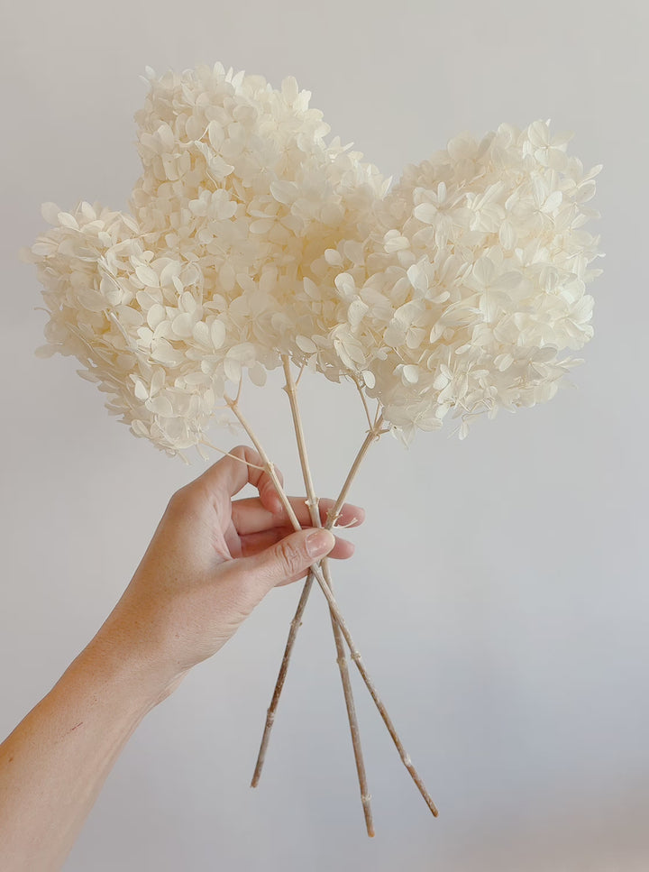 Preserved White PeeGee Hydrangea