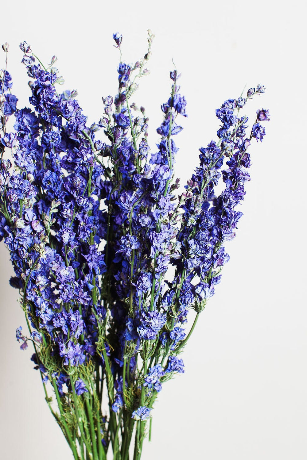 Idlewild Floral Co. Bunches Purple Dried Larkspur