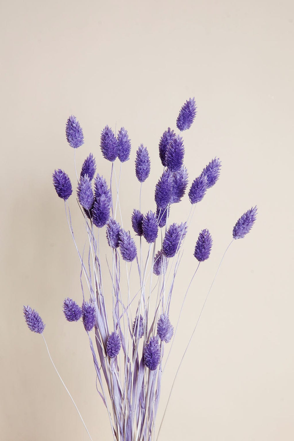 Bunches Purple Dried Phalaris send a bouquet- the best flower delivery