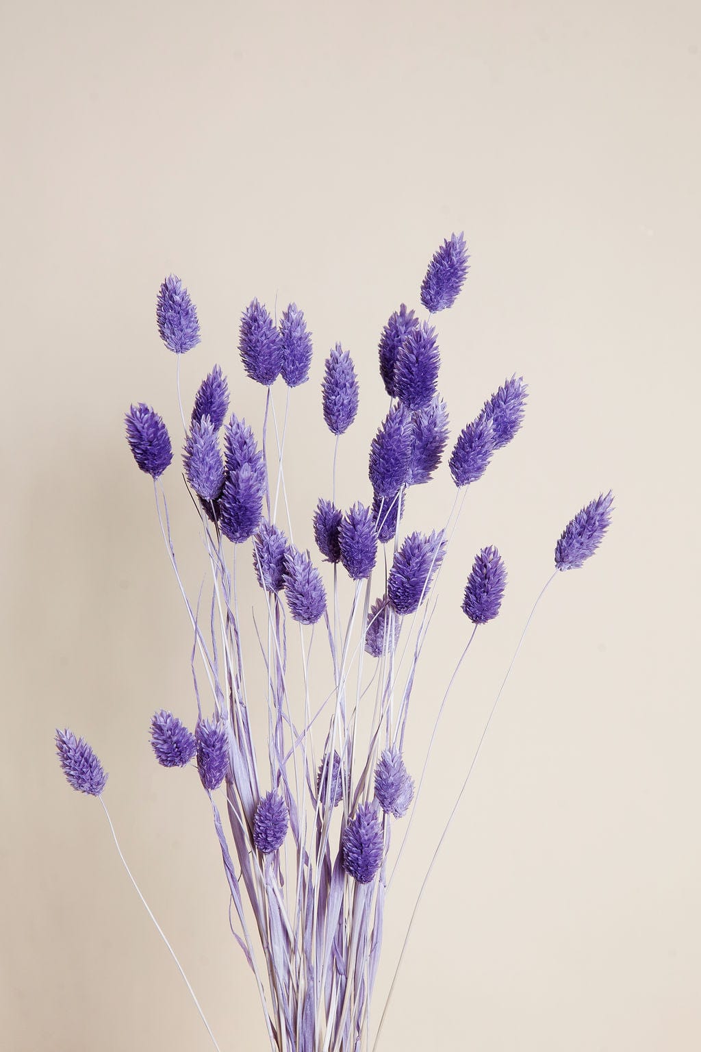 Bunches Purple Dried Phalaris send a bouquet- the best flower delivery