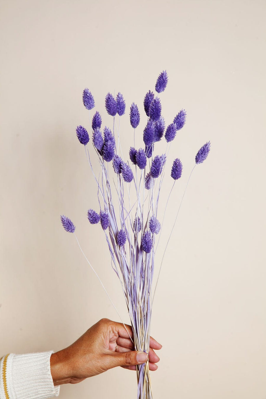 Bunches Purple Dried Phalaris send a bouquet- the best flower delivery