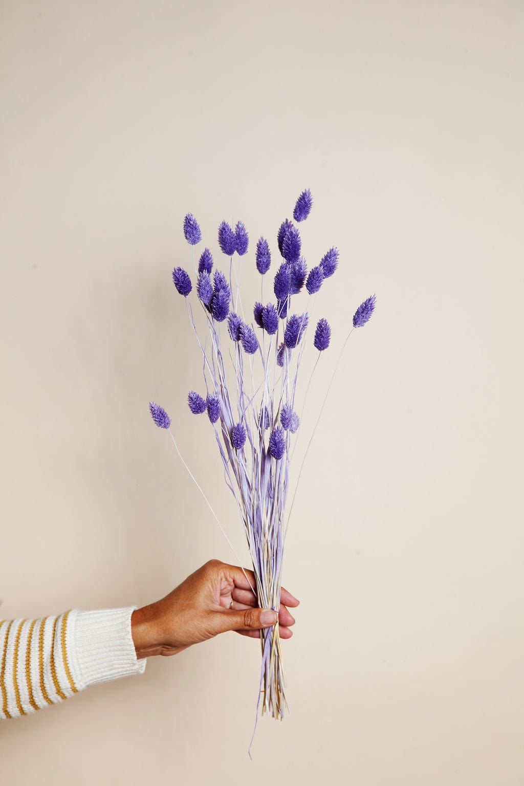 Bunches Purple Dried Phalaris send a bouquet- the best flower delivery