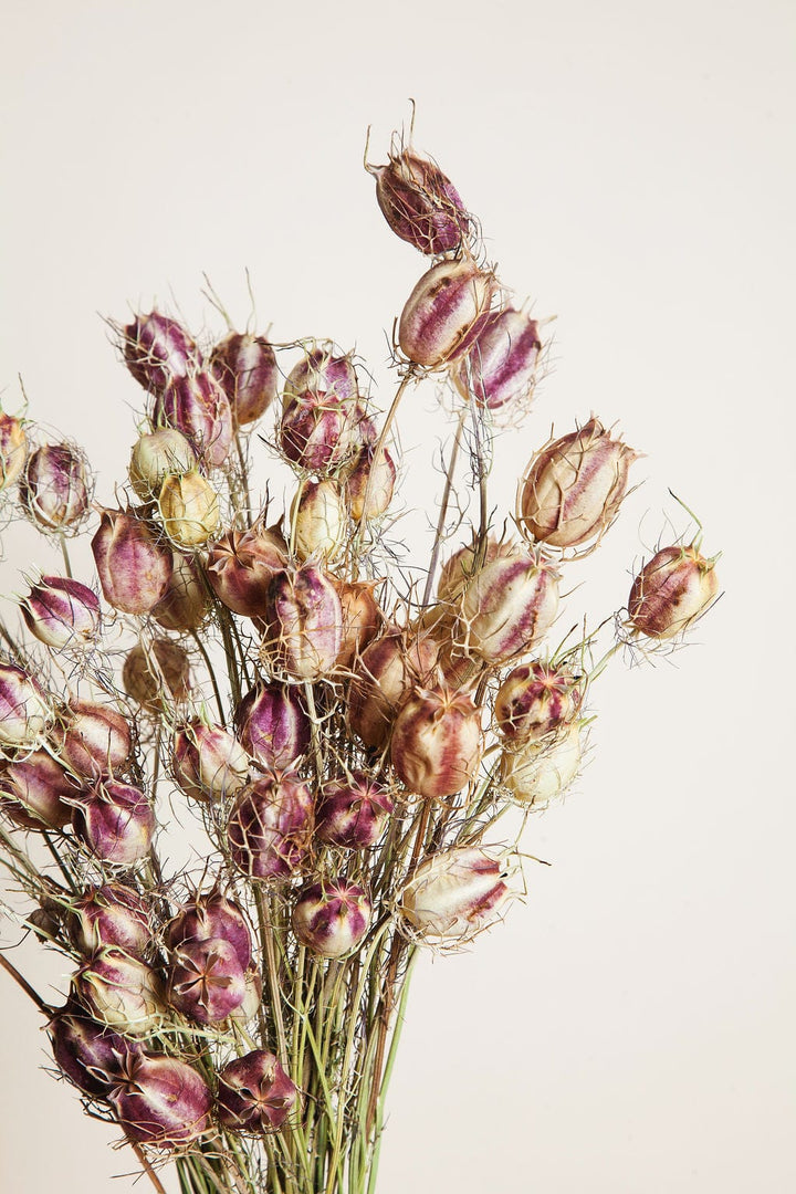 Bunches Purple Green Dried Nigella Pods send a bouquet- the best flower delivery