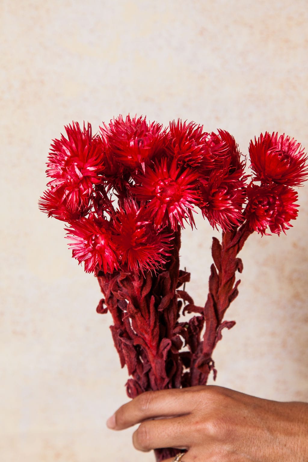 Bunches Red Preserved Daisy send a bouquet- the best flower delivery