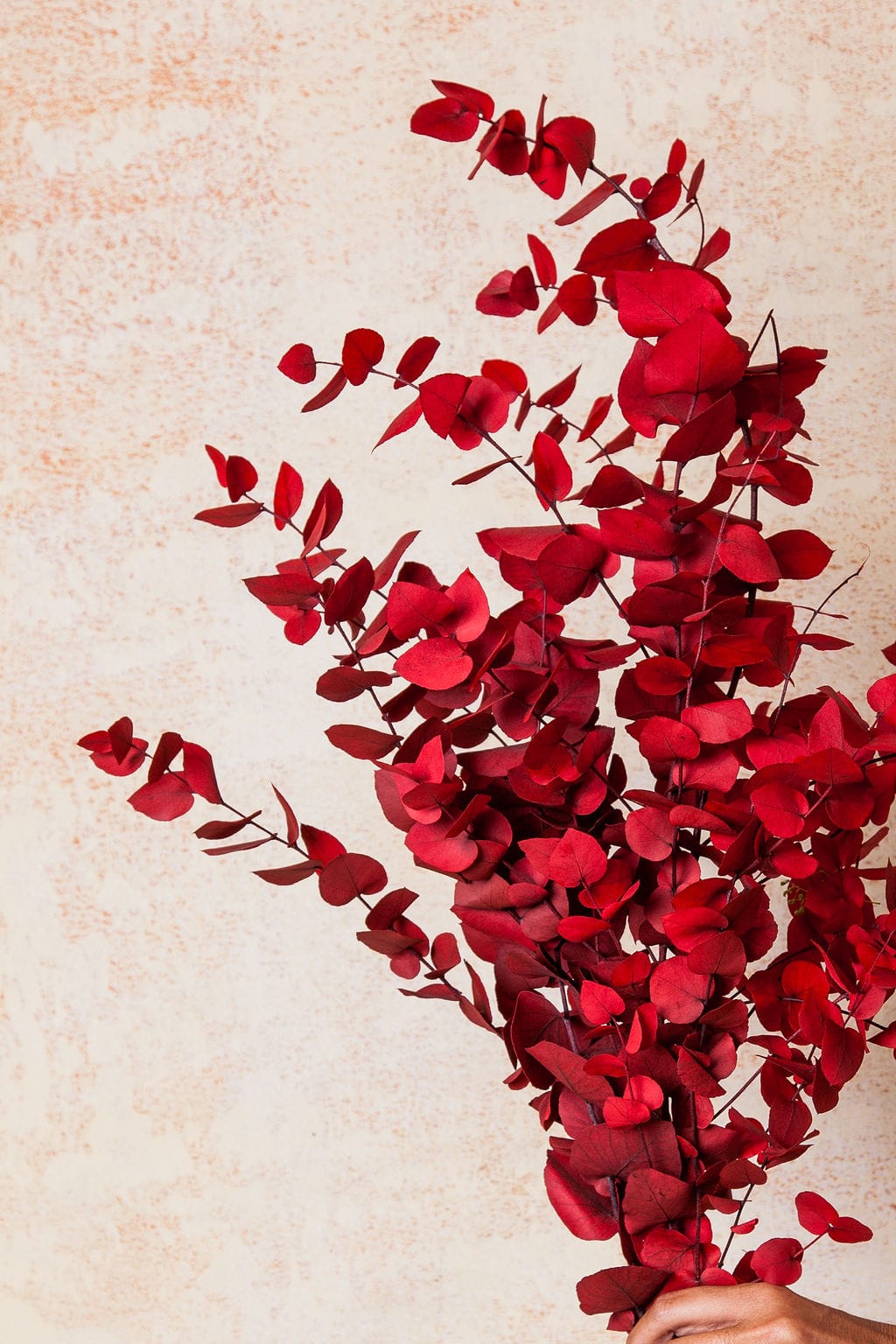 Bunches Red Preserved Eucalyptus send a bouquet- the best flower delivery