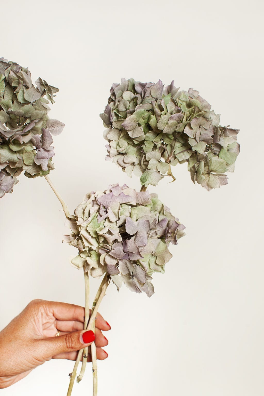 Idlewild Floral Co. Bunches Royal Lavender-Green Hydrangea