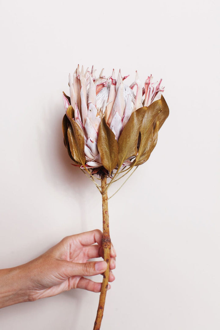 Idlewild Floral Co. Bunches Single Dried King Protea