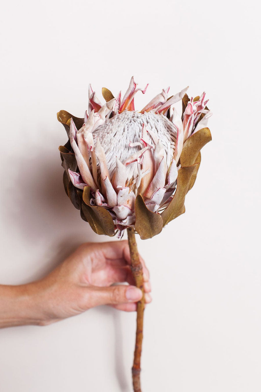 Idlewild Floral Co. Bunches Single Dried King Protea