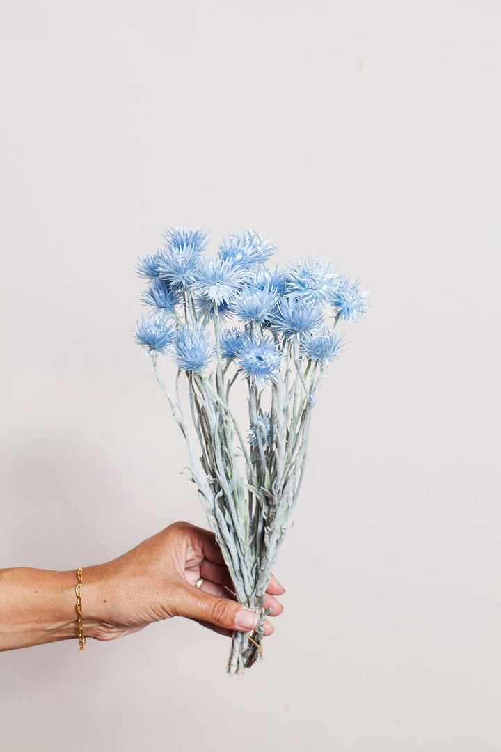 Idlewild Floral Co. Bunches Sky Blue Preserved Silver Daisy