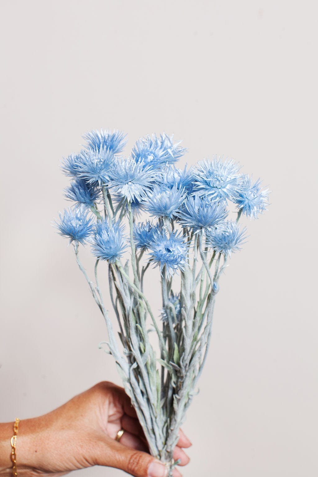 Idlewild Floral Co. Bunches Sky Blue Preserved Silver Daisy