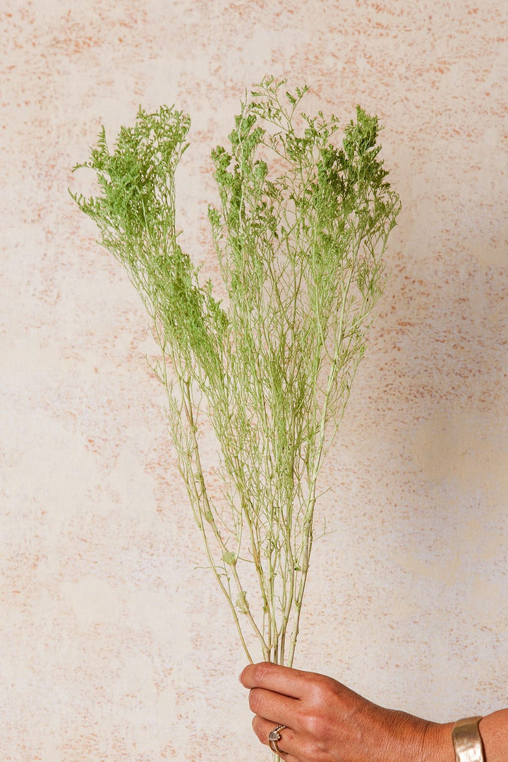 Bunches Spring Green Preserved Caspia send a bouquet- the best flower delivery