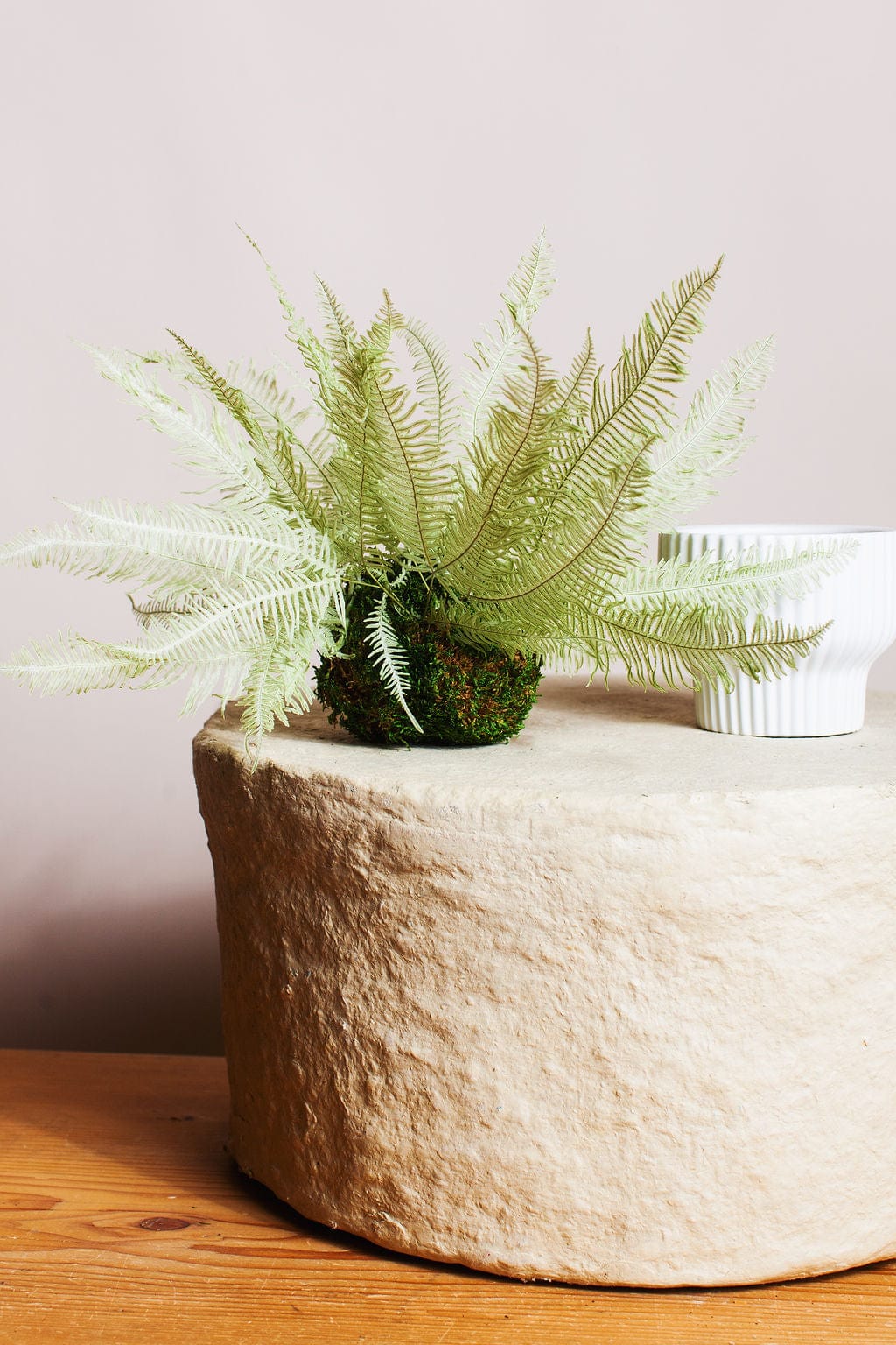 Plant Star Fern in Moss Ball send a bouquet- the best flower delivery