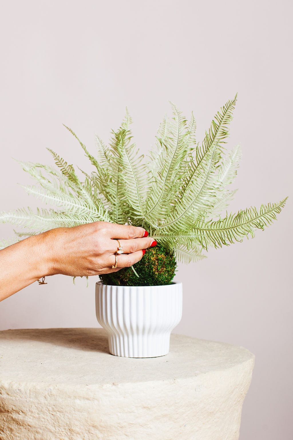 Plant Star Fern in Moss Ball send a bouquet- the best flower delivery