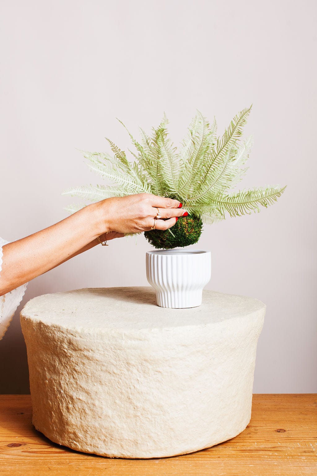 Plant Star Fern in Moss Ball send a bouquet- the best flower delivery