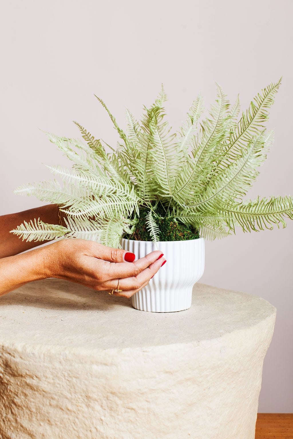 Plant Star Fern in Moss Ball send a bouquet- the best flower delivery