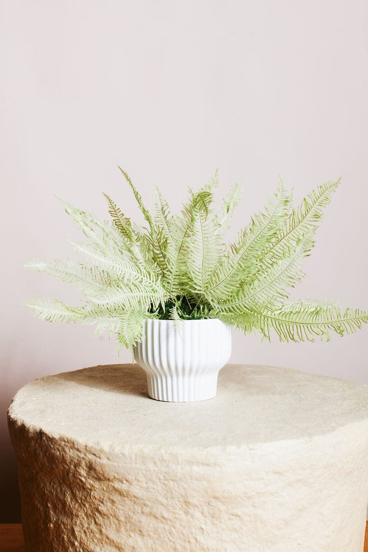 Plant Star Fern in Moss Ball send a bouquet- the best flower delivery