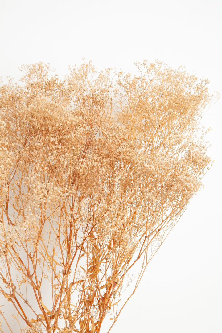 Bunches Tan Baby's Breath send a bouquet- the best flower delivery