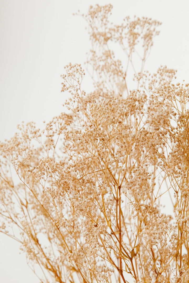 Bunches Tan Baby's Breath send a bouquet- the best flower delivery