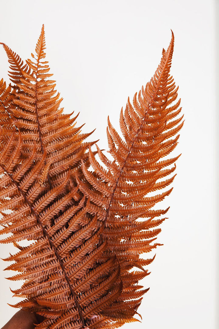 Bunches Terra Cotta Parchment Fern send a bouquet- the best flower delivery