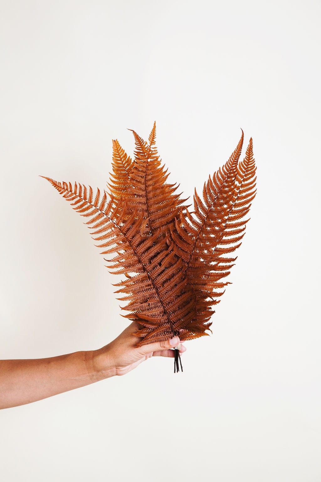Bunches Terra Cotta Parchment Fern send a bouquet- the best flower delivery