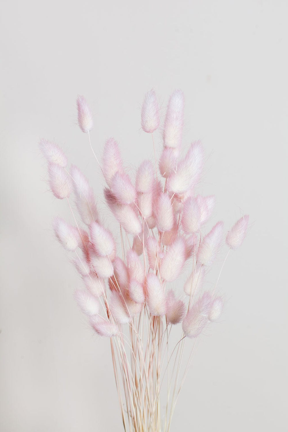 Idlewild Floral Co. Bunches Two Tone Blush Bunny Tail