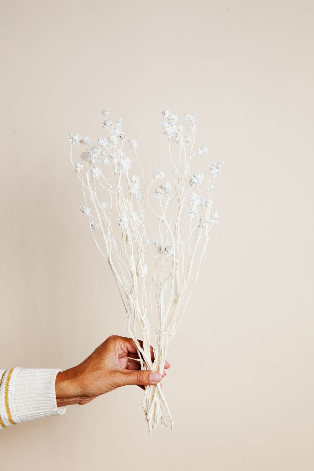 Bunches White Ammobium Daisy send a bouquet- the best flower delivery
