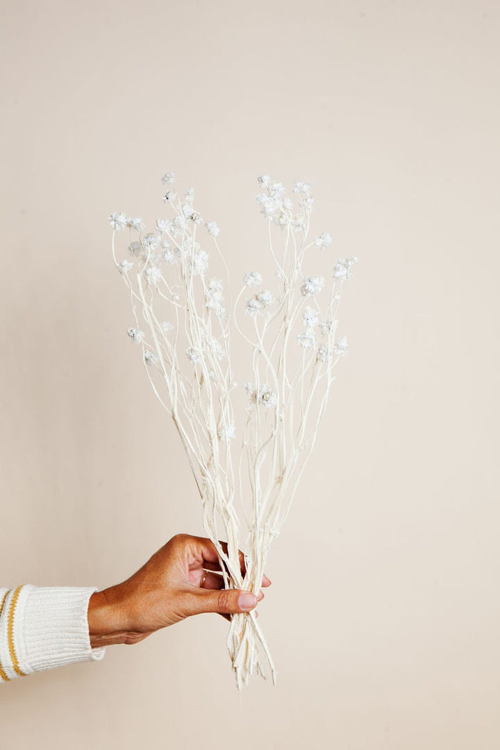 Bunches White Ammobium Daisy send a bouquet- the best flower delivery