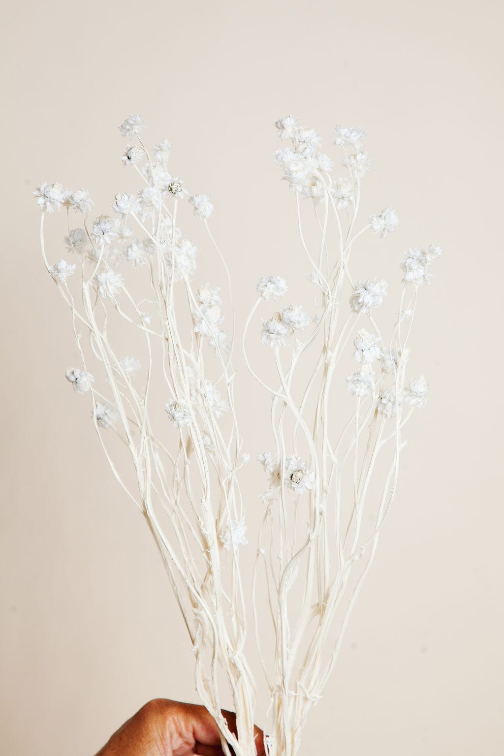 Bunches White Ammobium Daisy send a bouquet- the best flower delivery