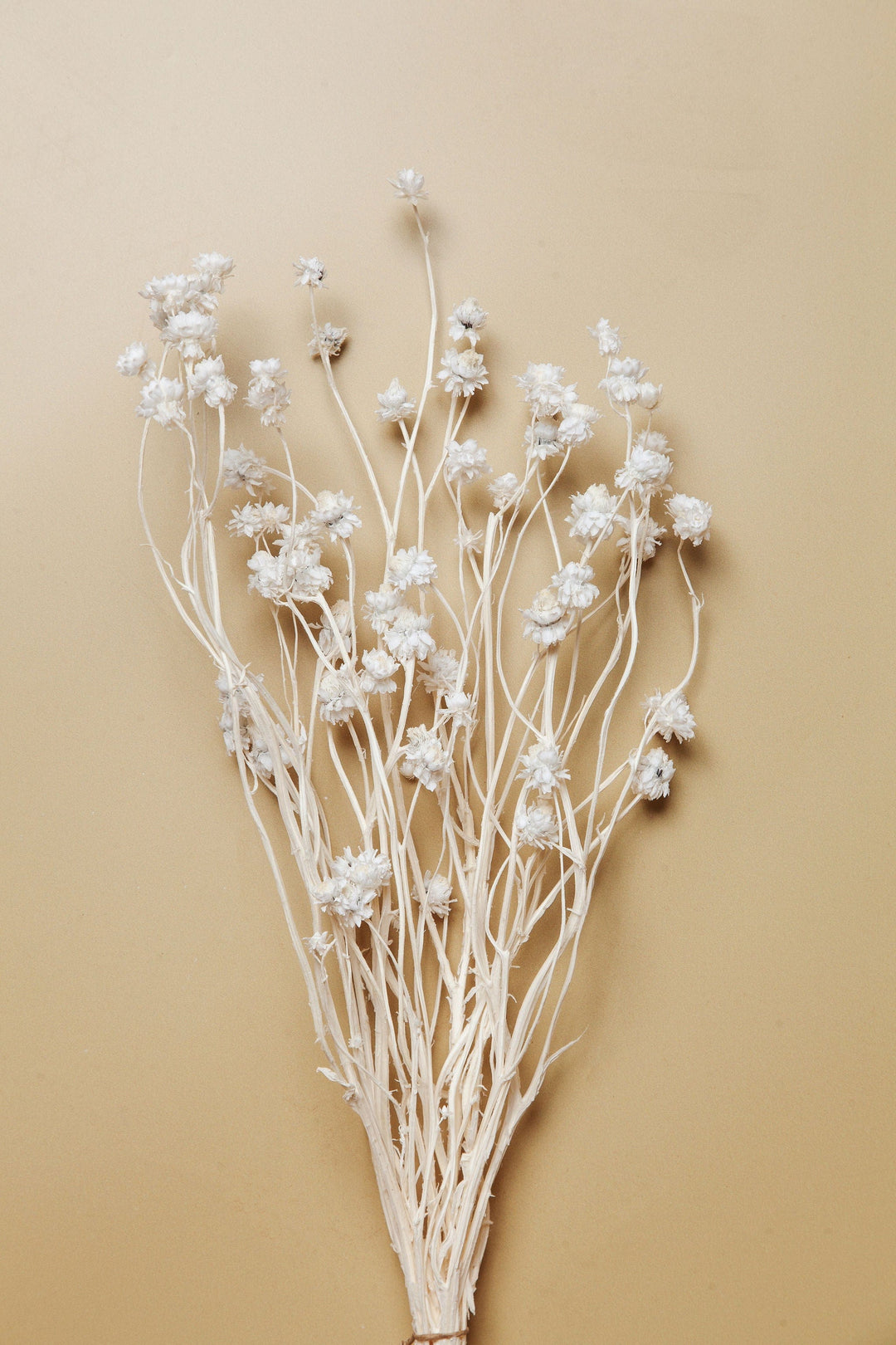 Bunches White Ammobium Daisy send a bouquet- the best flower delivery