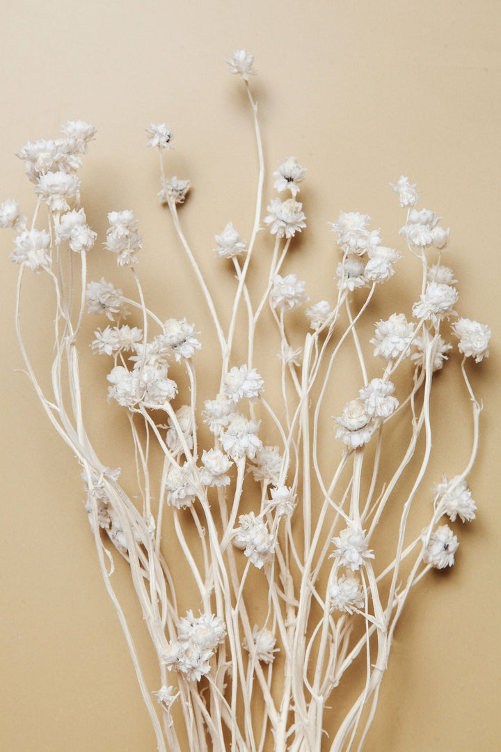 Bunches White Ammobium Daisy send a bouquet- the best flower delivery