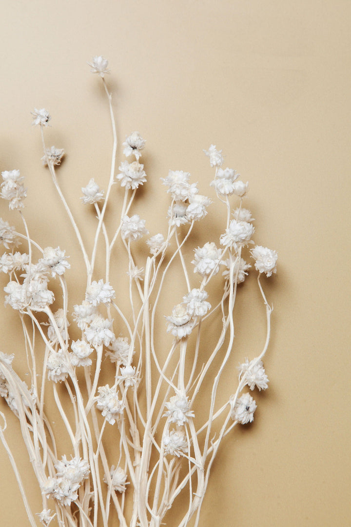 Bunches White Ammobium Daisy send a bouquet- the best flower delivery
