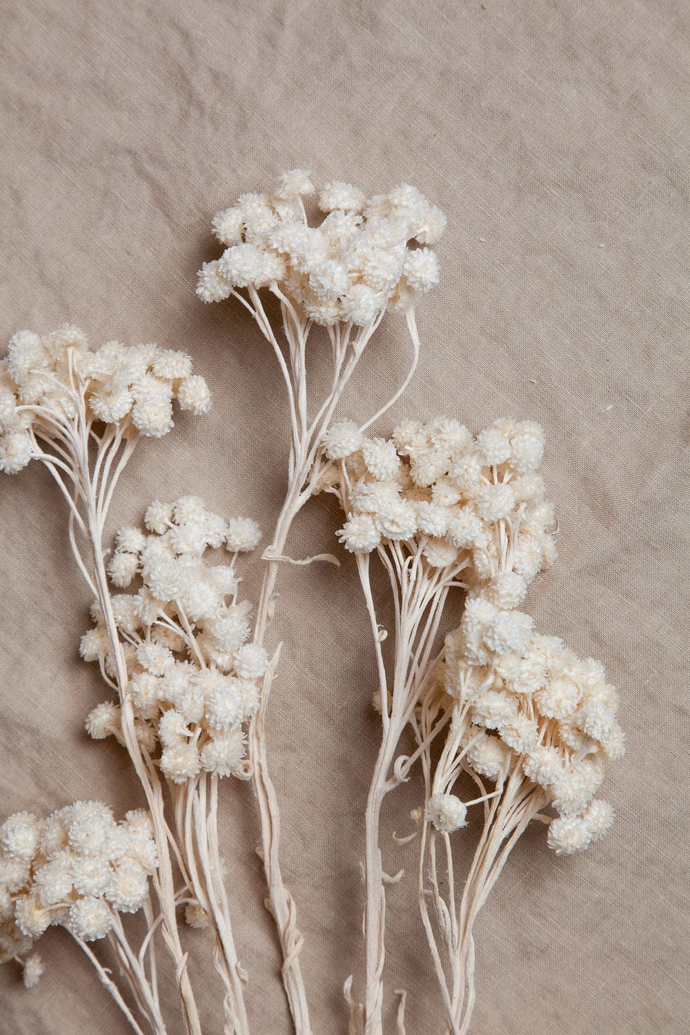 Bunches White Immortelle Flower send a bouquet- the best flower delivery