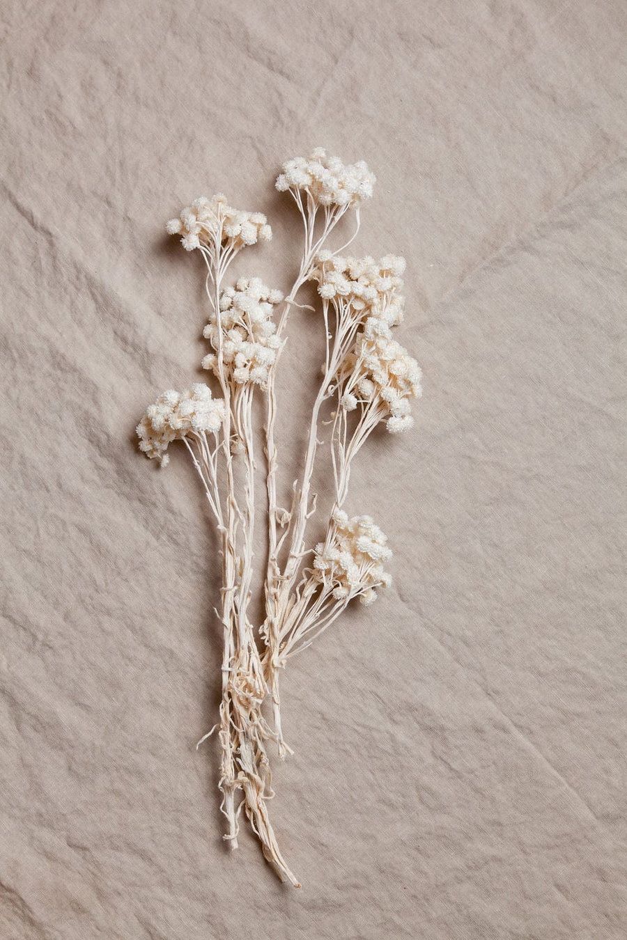 Bunches White Immortelle Flower send a bouquet- the best flower delivery