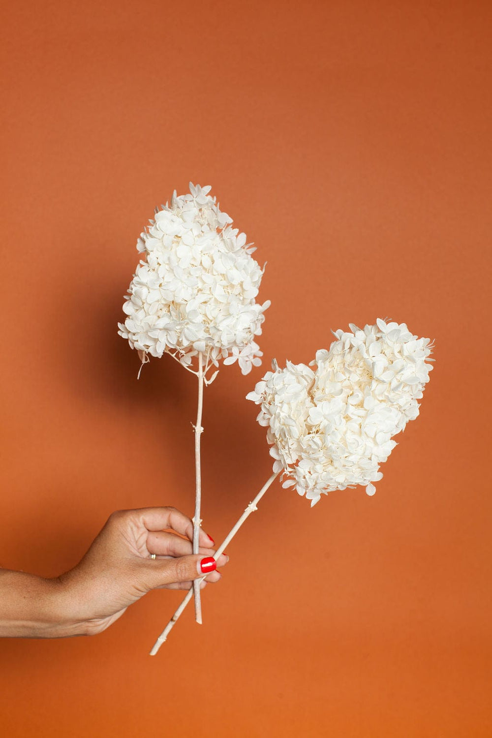 Idlewild Floral Co. Bunches White PeeGee Hydrangea