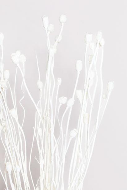 Idlewild Floral Co. Bunches White Poppy Pods