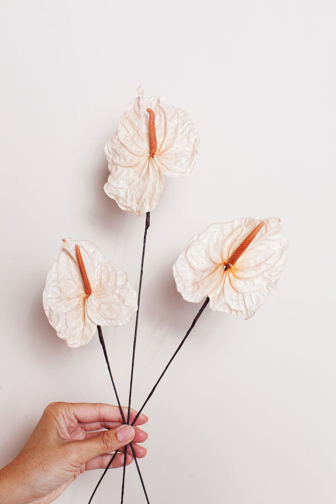 anthurium flower pores White Preserved Anthurium : Bulk Dried and Preserved Flowers – Idlewild Floral Co