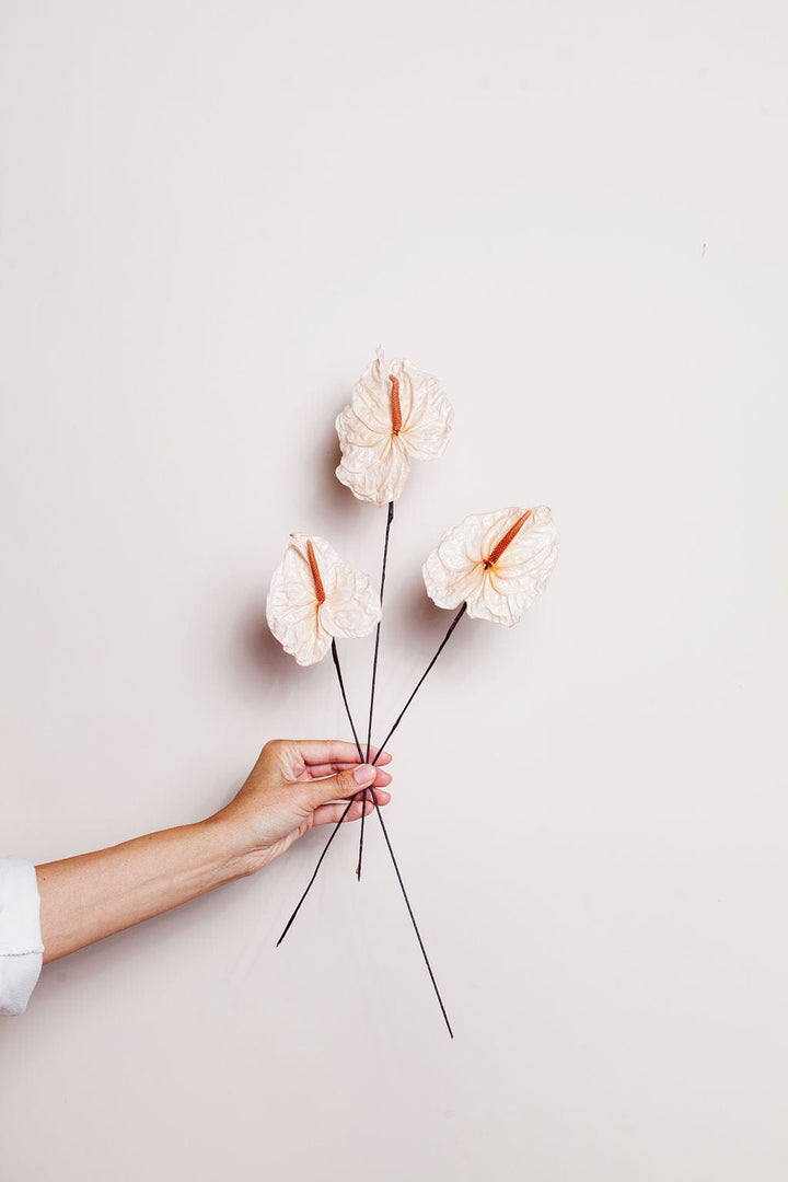 Idlewild Floral Co. Bunches White Preserved Anthurium