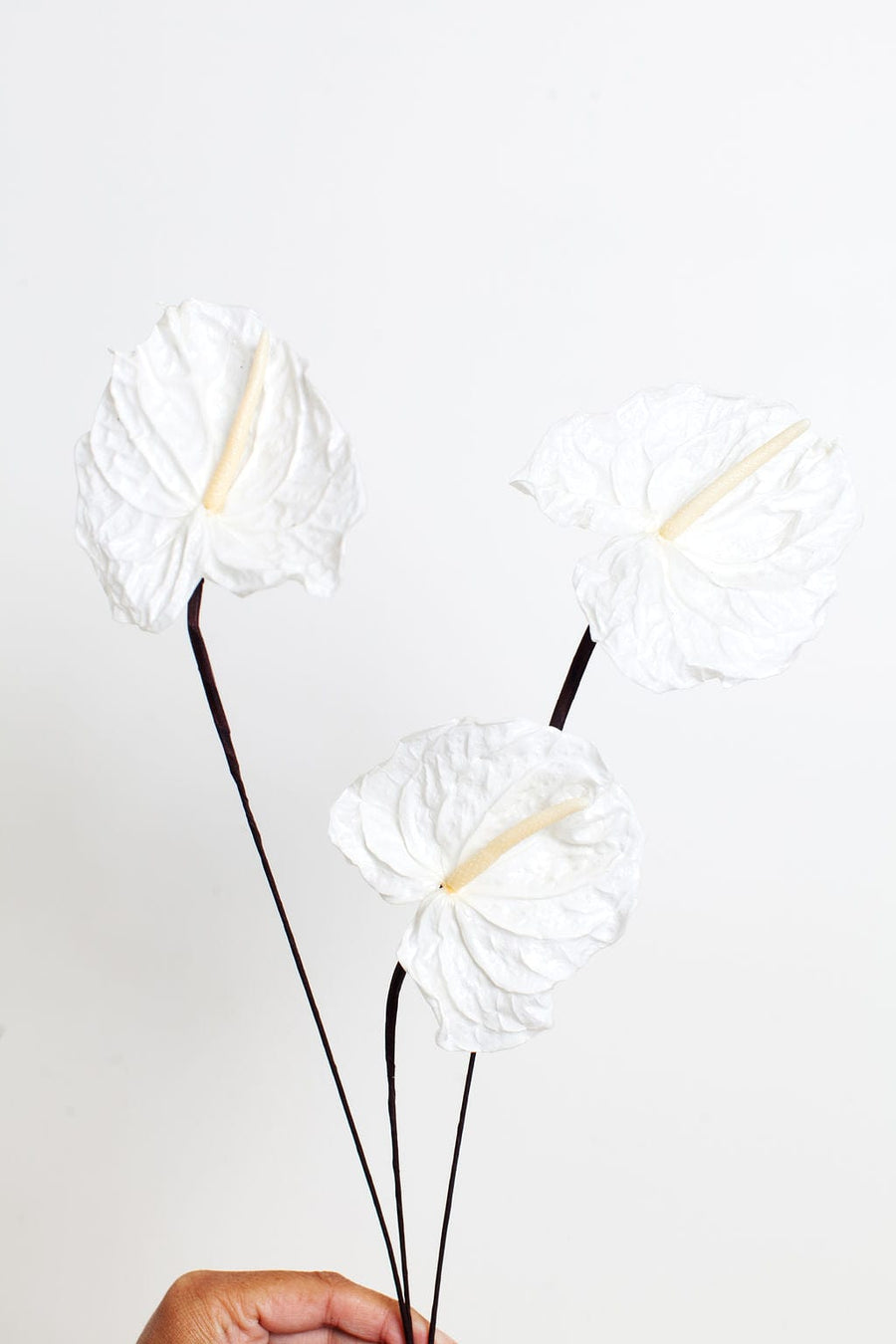 Bunches White Preserved Anthurium send a bouquet- the best flower delivery