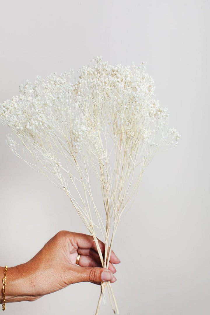 Idlewild Floral Co. Bunches White Preserved Broom Bloom