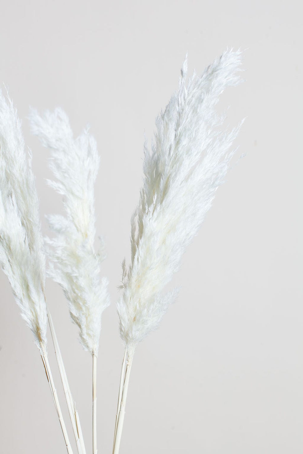 Idlewild Floral Co. Bunches White Preserved Pampas Grass