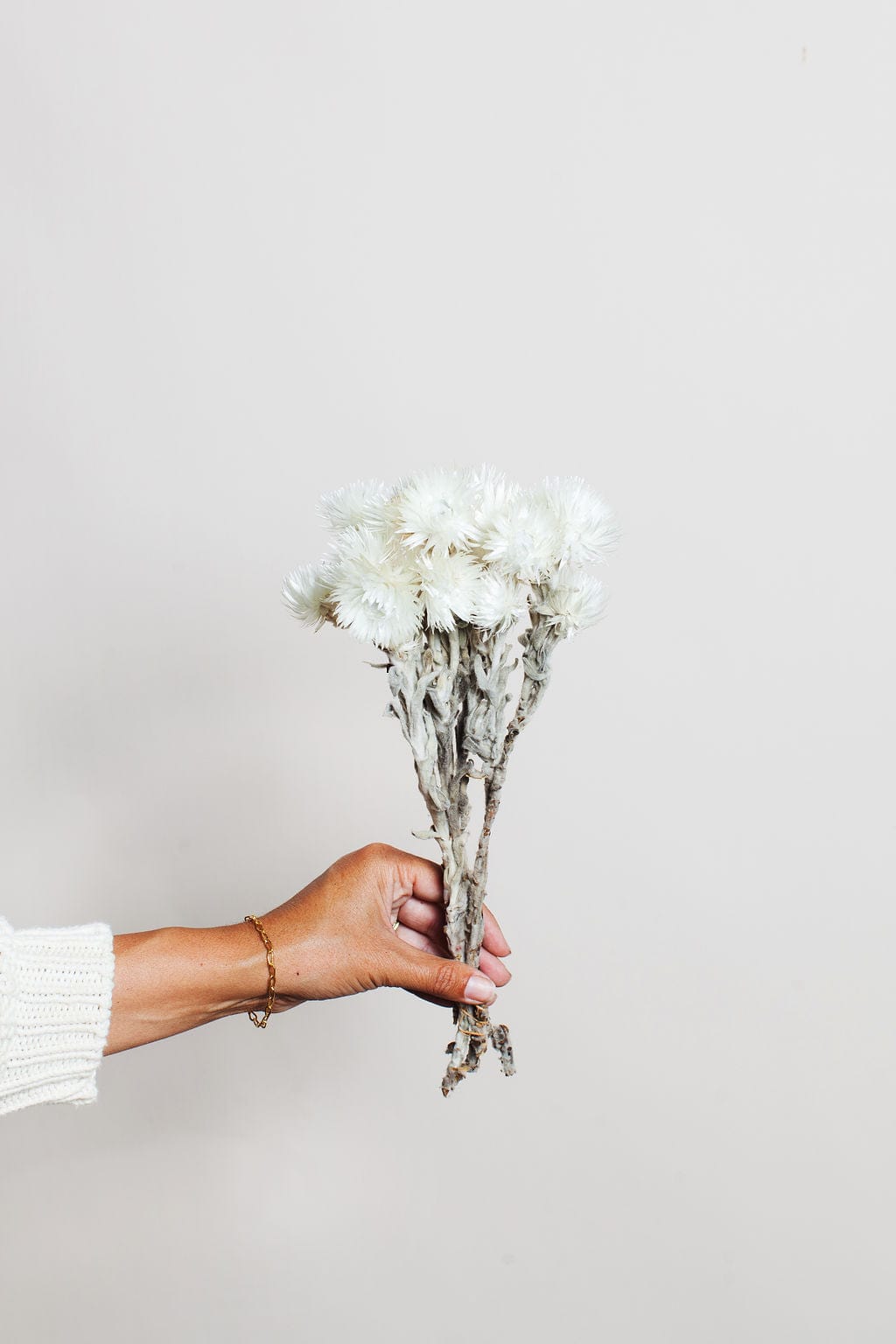 Idlewild Floral Co. Bunches White Preserved Silver Daisy