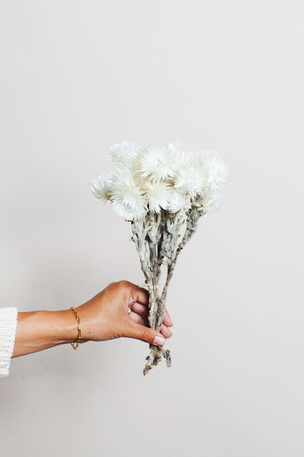 Idlewild Floral Co. Bunches White Preserved Silver Daisy