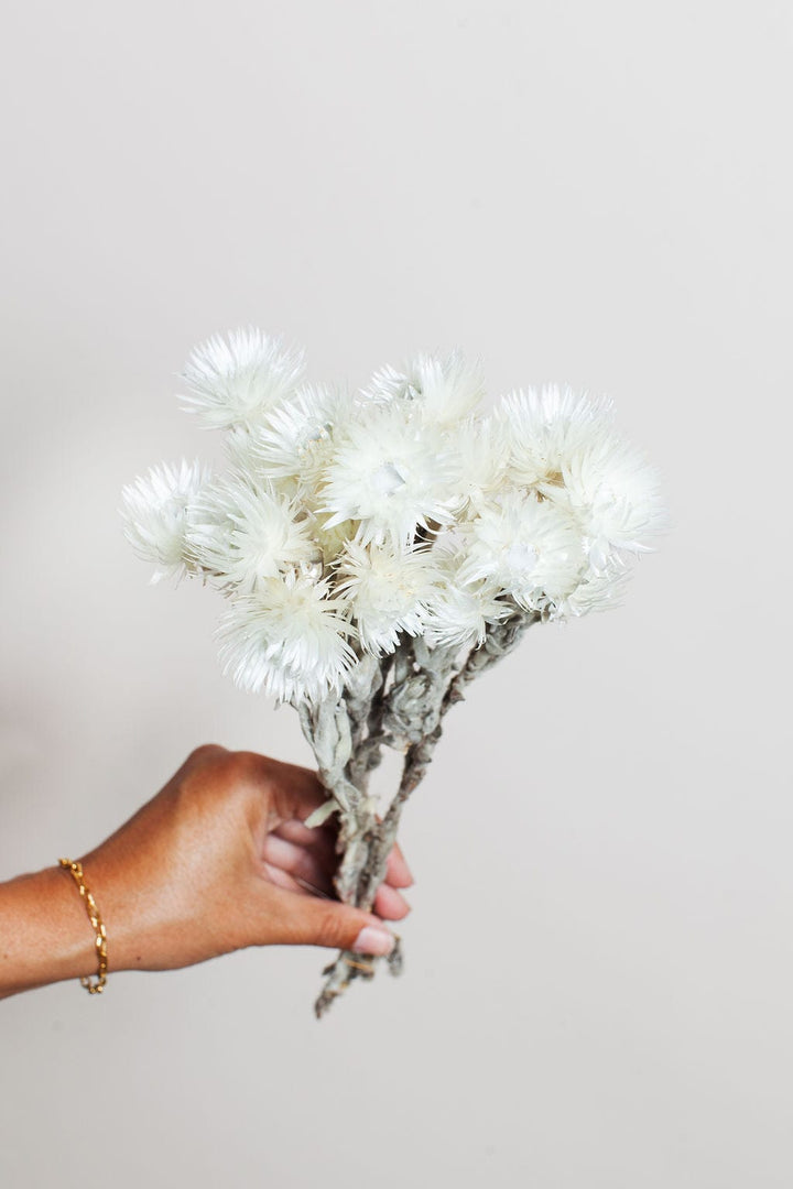 Idlewild Floral Co. Bunches White Preserved Silver Daisy