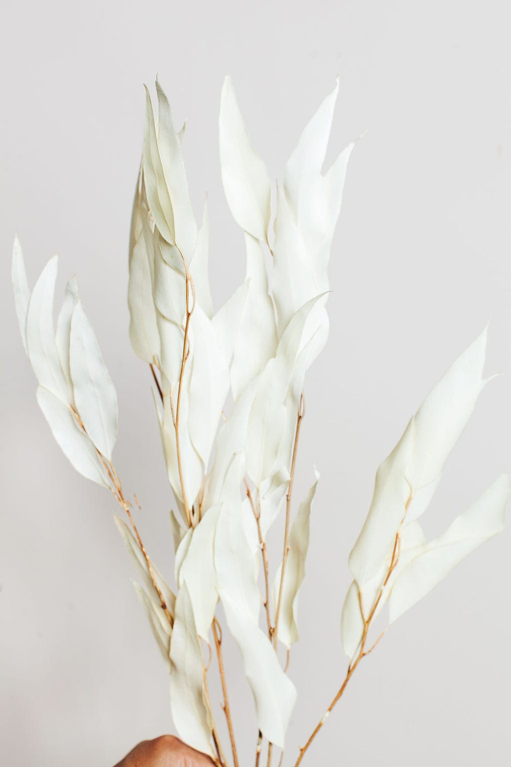 Idlewild Floral Co. Bunches White Willow Eucalyptus