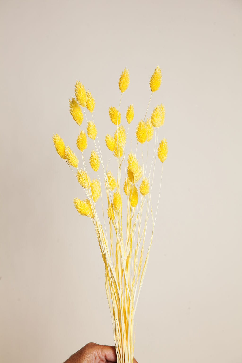 Bunches Yellow Dried Phalaris send a bouquet- the best flower delivery